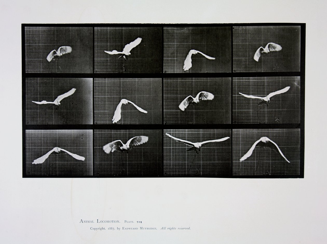 Oiseau en vol, planche 762 de 