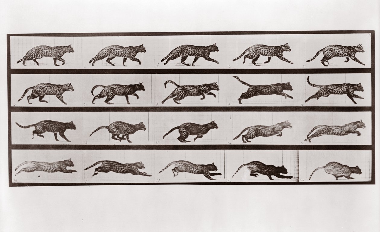 Chat trottant et galopant, Planche 717 de Animal Locomotion, 1887 - Eadweard Muybridge