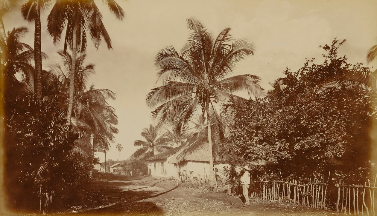 Palmier de cacao - Retalhuleu, Guatemala - Eadweard Muybridge