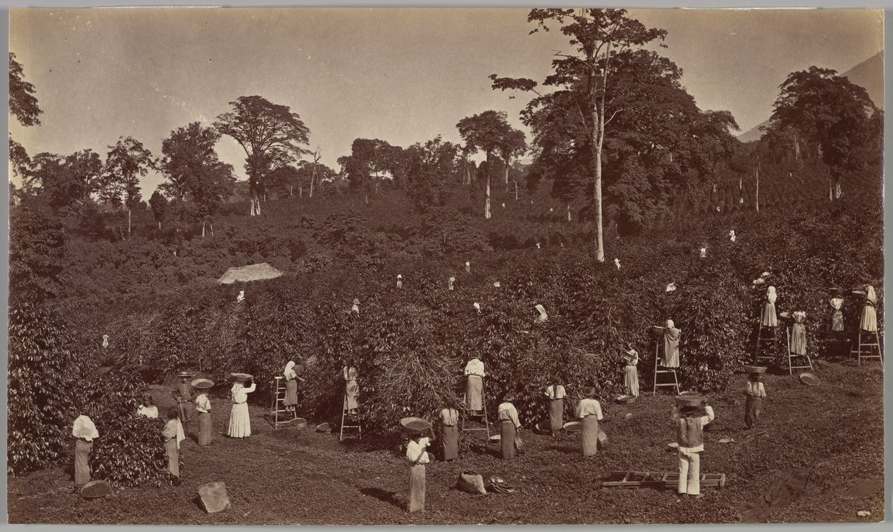 Récolte du café, Las Nubes (Guatemala) - Eadweard Muybridge