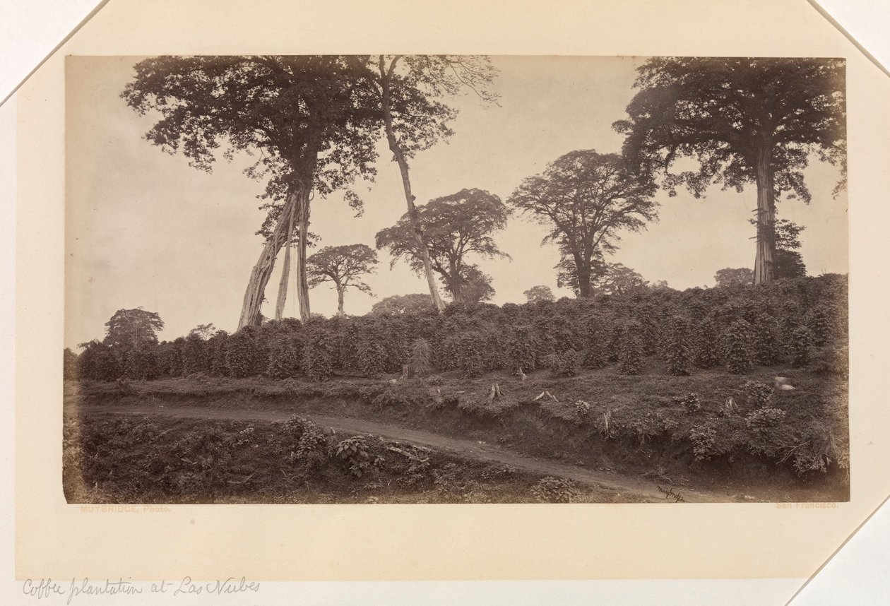 Plantation de café à Las Nubes, Guatemala - Eadweard Muybridge