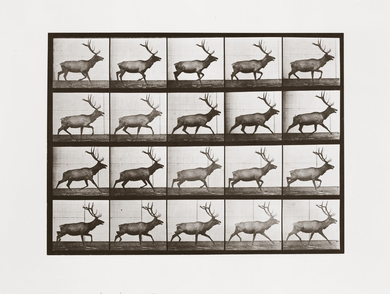 Élan, Planche 692 de Animal Locomotion, 1887 - Eadweard Muybridge