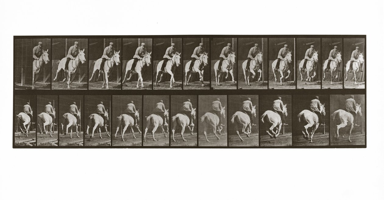 Cheval au galop avec cavalier, Planche 635 de Animal Locomotion, 1887 - Eadweard Muybridge
