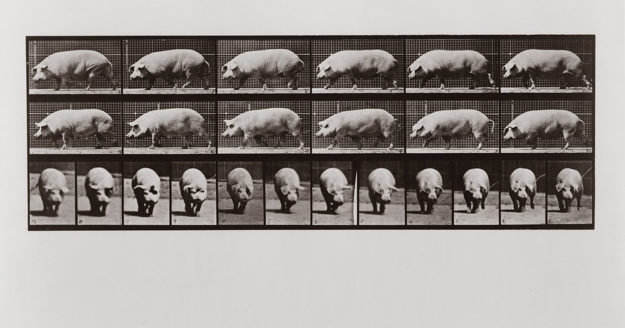 Cochon marchant, Planche 673 de Animal Locomotion, 1887 - Eadweard Muybridge