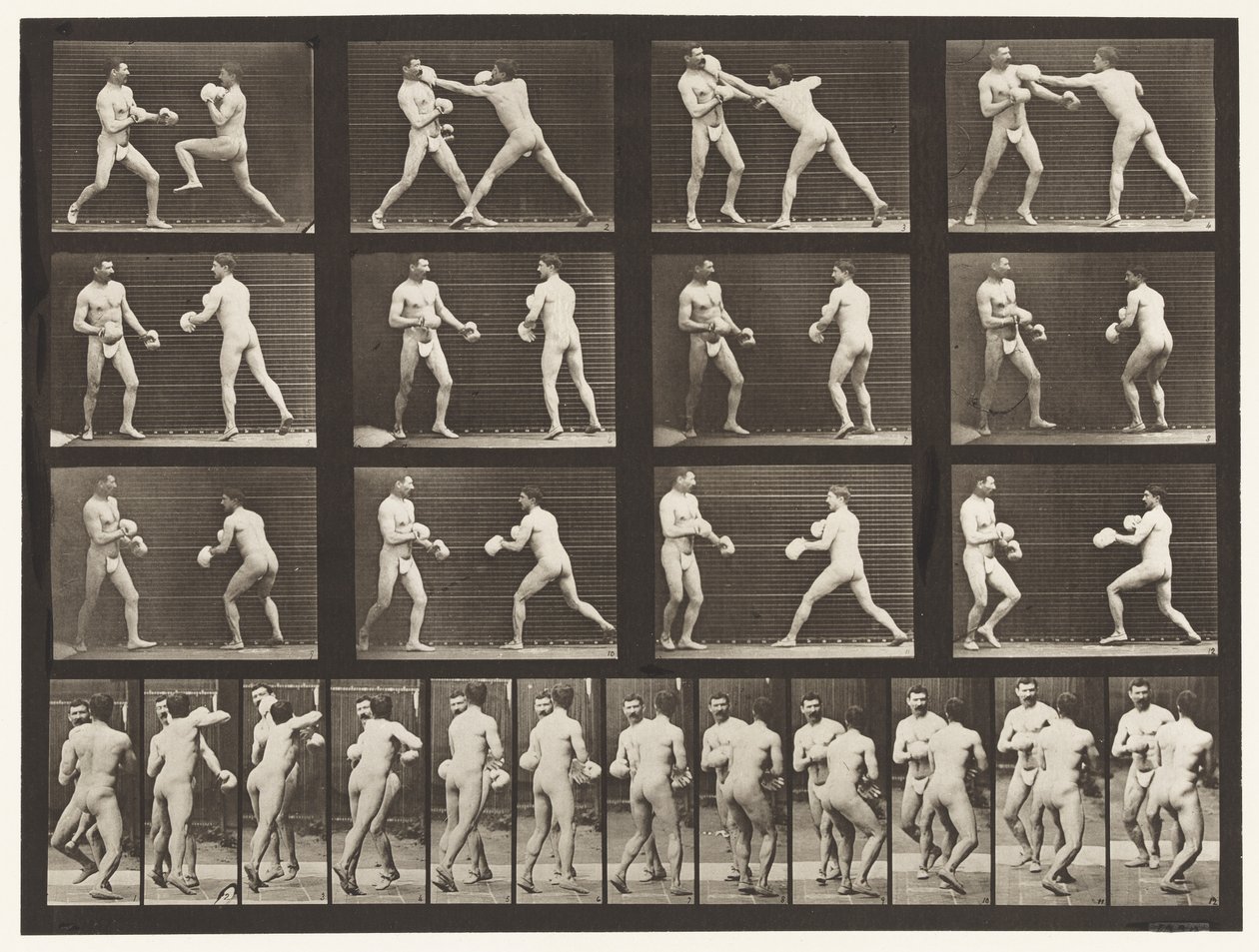 Planche 335. Boxe; Avec gants - Eadweard Muybridge
