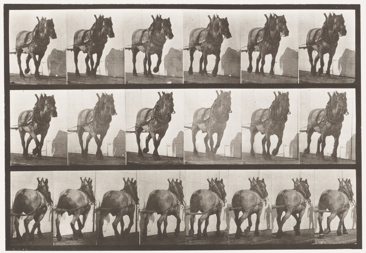 Traction; Cheval belge gris foncé Dusel, 1885 - Eadweard Muybridge