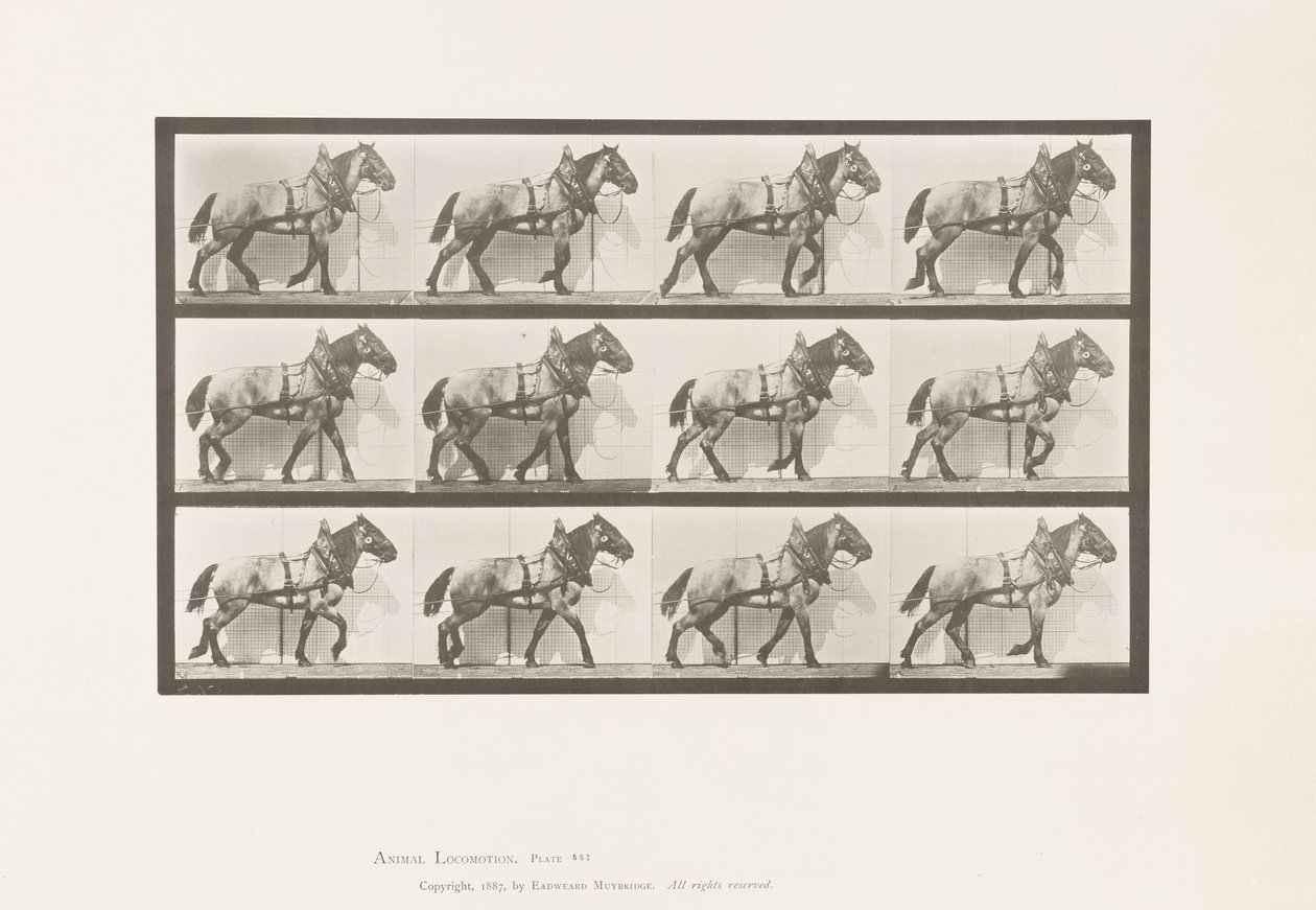Traction; Cheval belge gris foncé Billy - Eadweard Muybridge