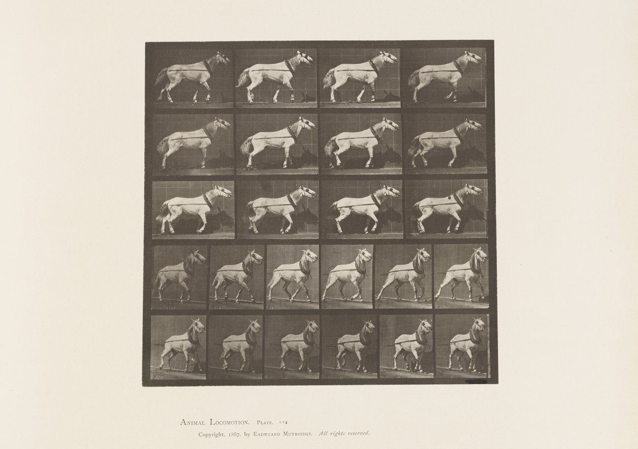 Traction; Tête tirée; Jument gris clair - Eadweard Muybridge