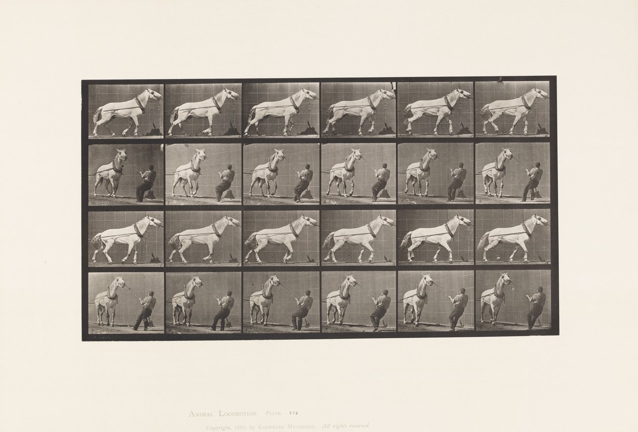 Traction; Homme tirant la tête; Jument gris clair - Eadweard Muybridge