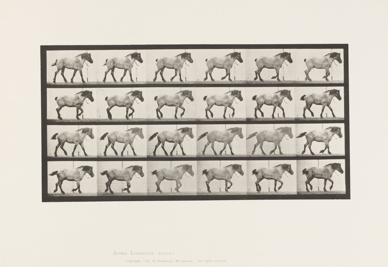 Planche 574. Marche ; Libre ; Cheval belge gris foncé Hansel, 1885 - Eadweard Muybridge