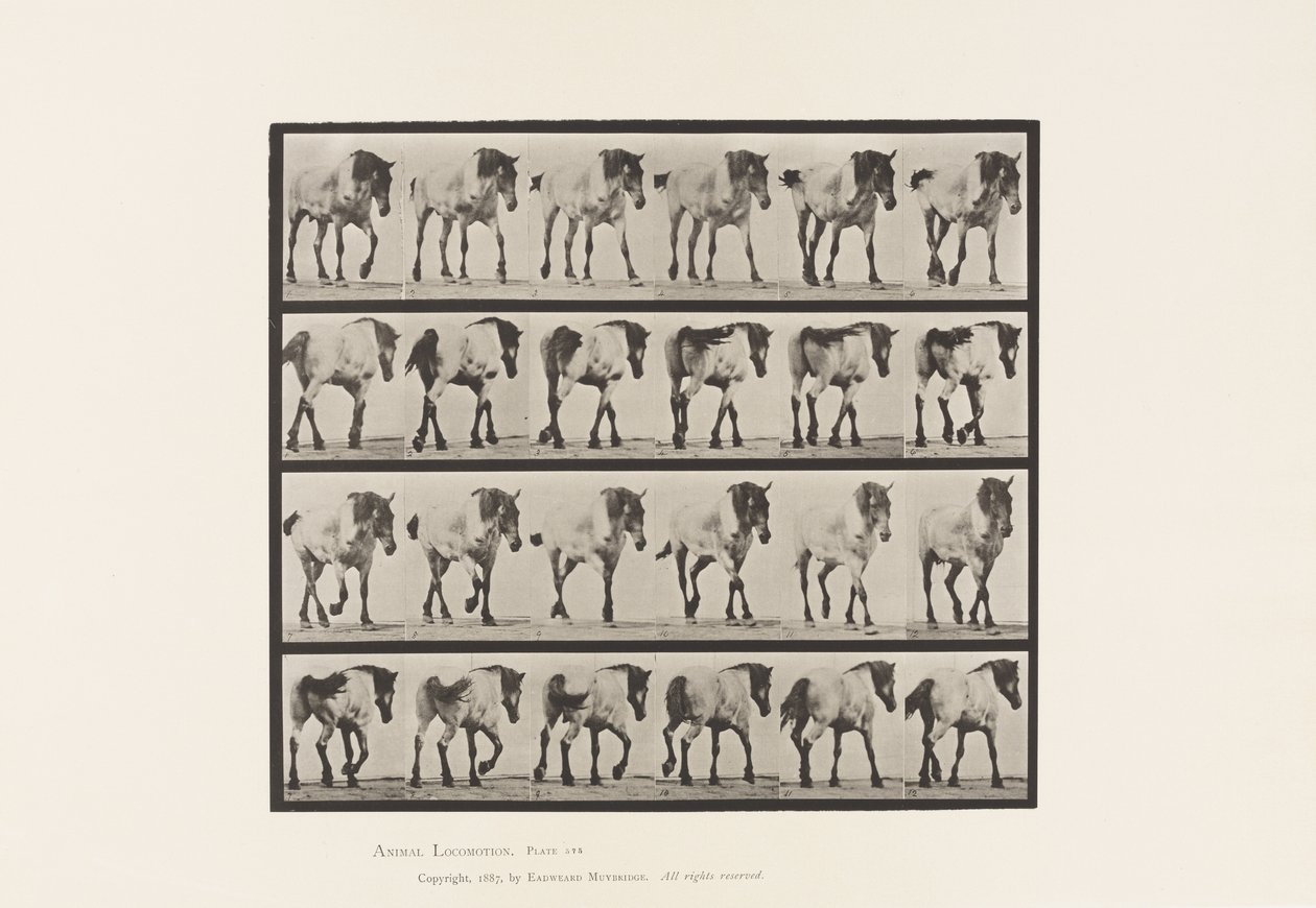 Planche 575. Marcher; Libre; Cheval belge gris foncé Hansel - Eadweard Muybridge