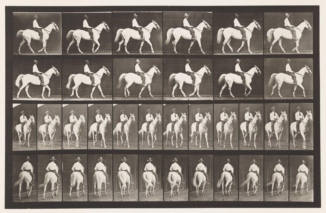 Marche; Selle; Cheval blanc Elberon - Eadweard Muybridge