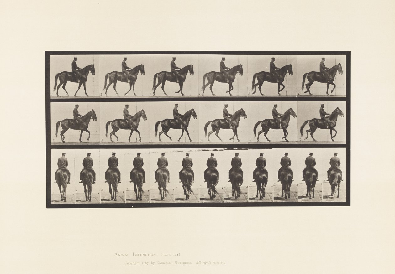 Marche; Selle; Irrégulier; Jument brune Beauty - Eadweard Muybridge