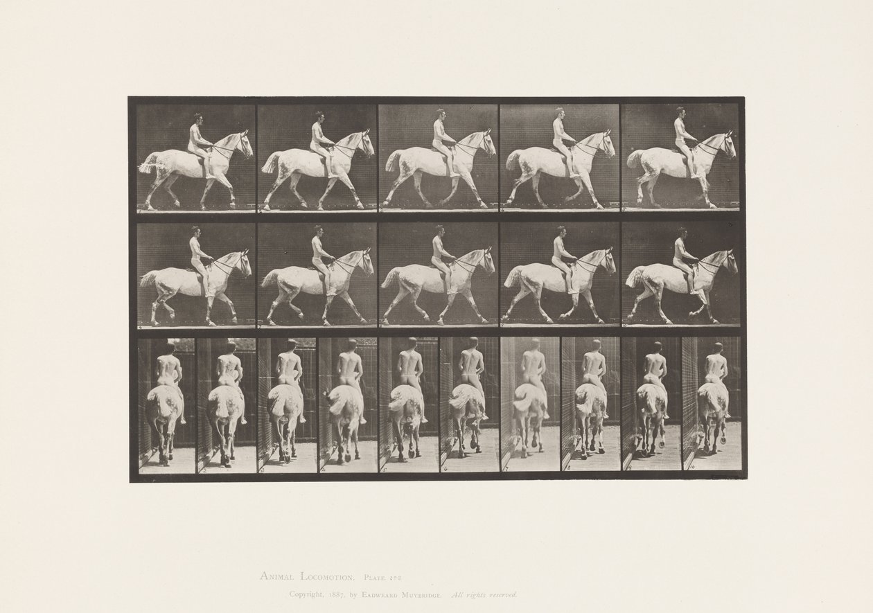 Planche 603. Trot; Selle; Chevauchée, 43, Large, Cheval Gris Clair Smith - Eadweard Muybridge