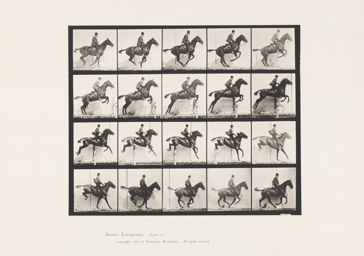 Planche 640. Sauter une haie; Selle; Cheval bai Daisy - Eadweard Muybridge