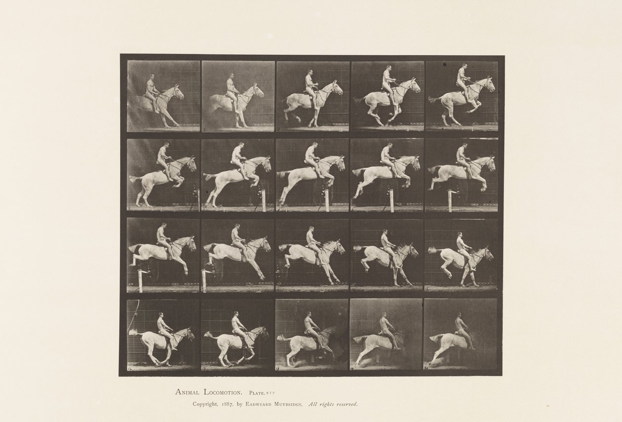 Planche 642. Sauter une haie; Selle; Cavalier, 105, Nu; Jument grise, 1885 - Eadweard Muybridge