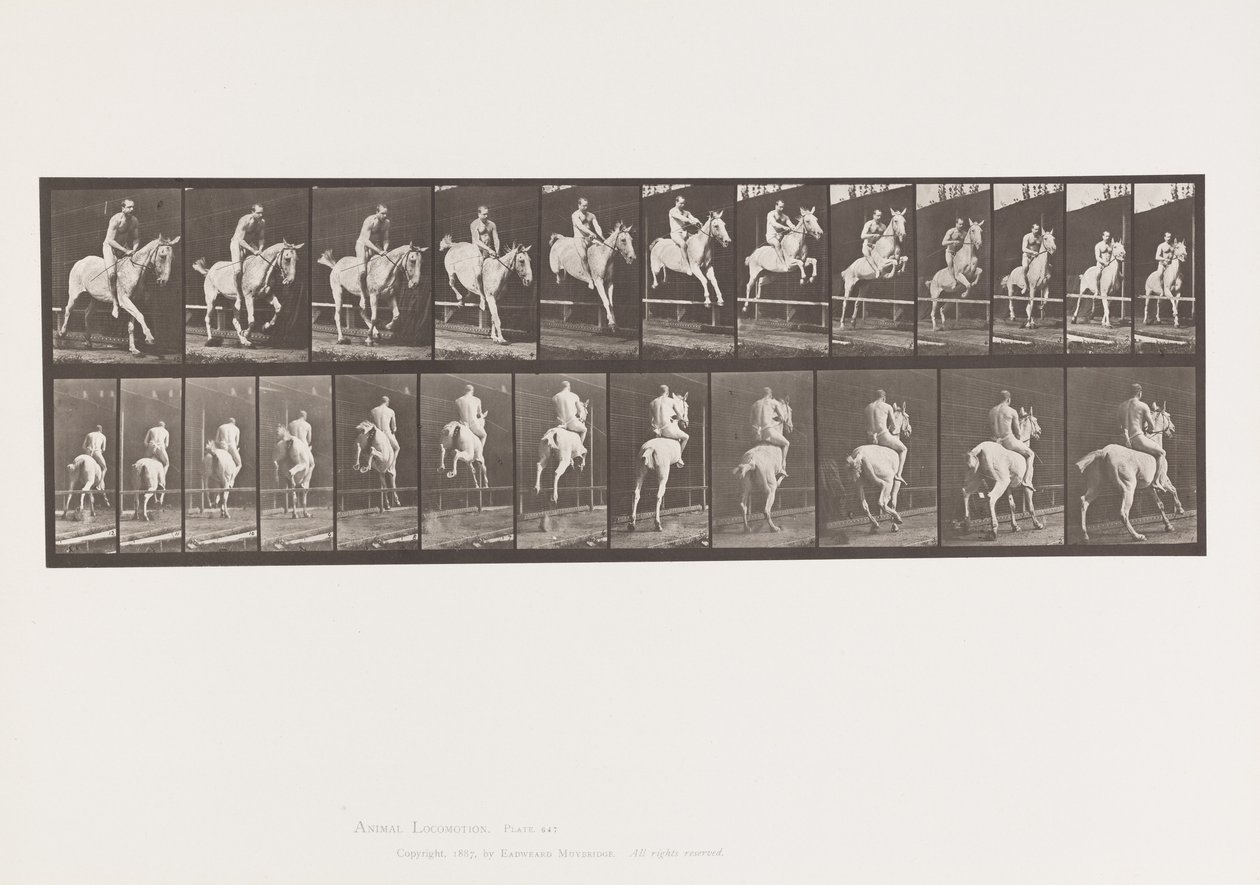 Planche 647. Sautant une haie ; À cru ; Cavalier - Eadweard Muybridge