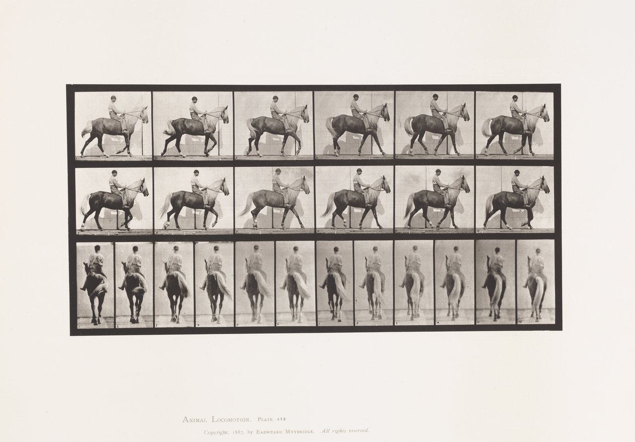 Planche 653. Marchant; Selle; Boitant, Patte Avant Droite; Cheval-Buckskin - Eadweard Muybridge