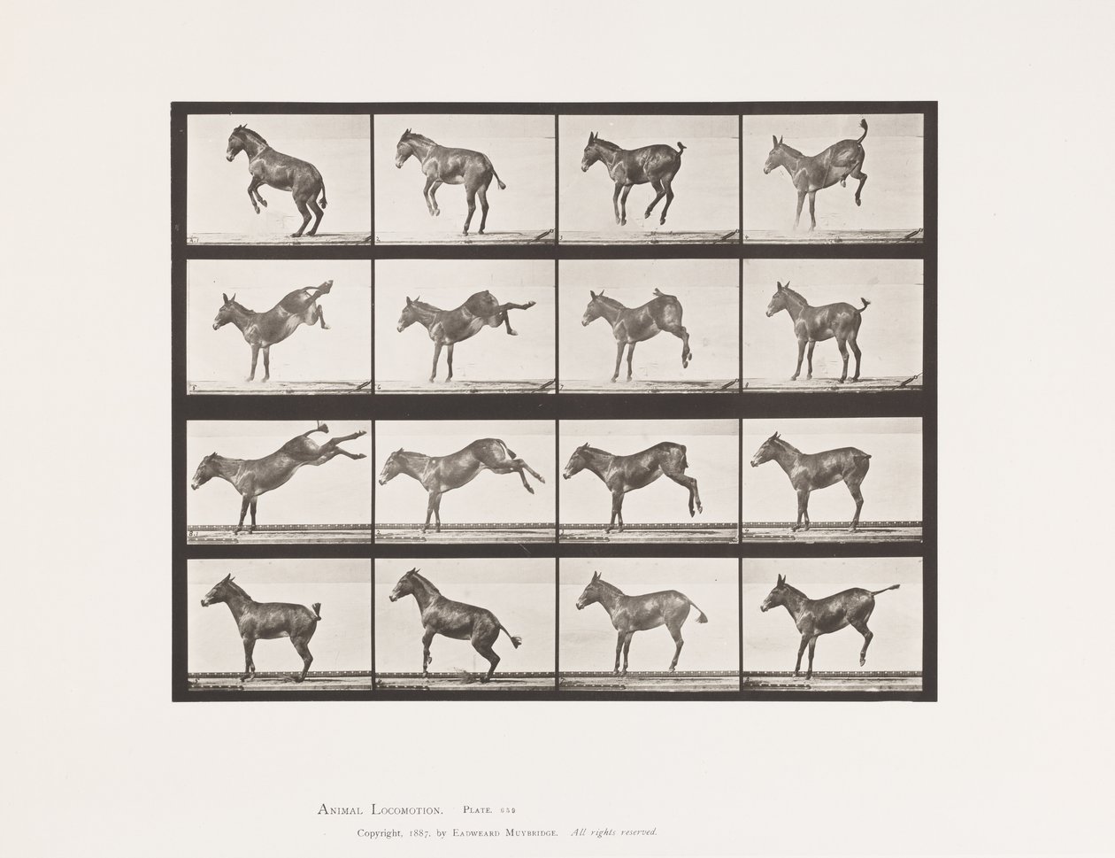 Planche 659. Mule; A, B, Ruant et donnant des coups de pied; Ruth - Eadweard Muybridge