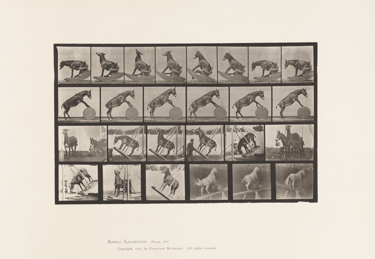 Planche 660. Mule; Performances diverses Denver - Eadweard Muybridge