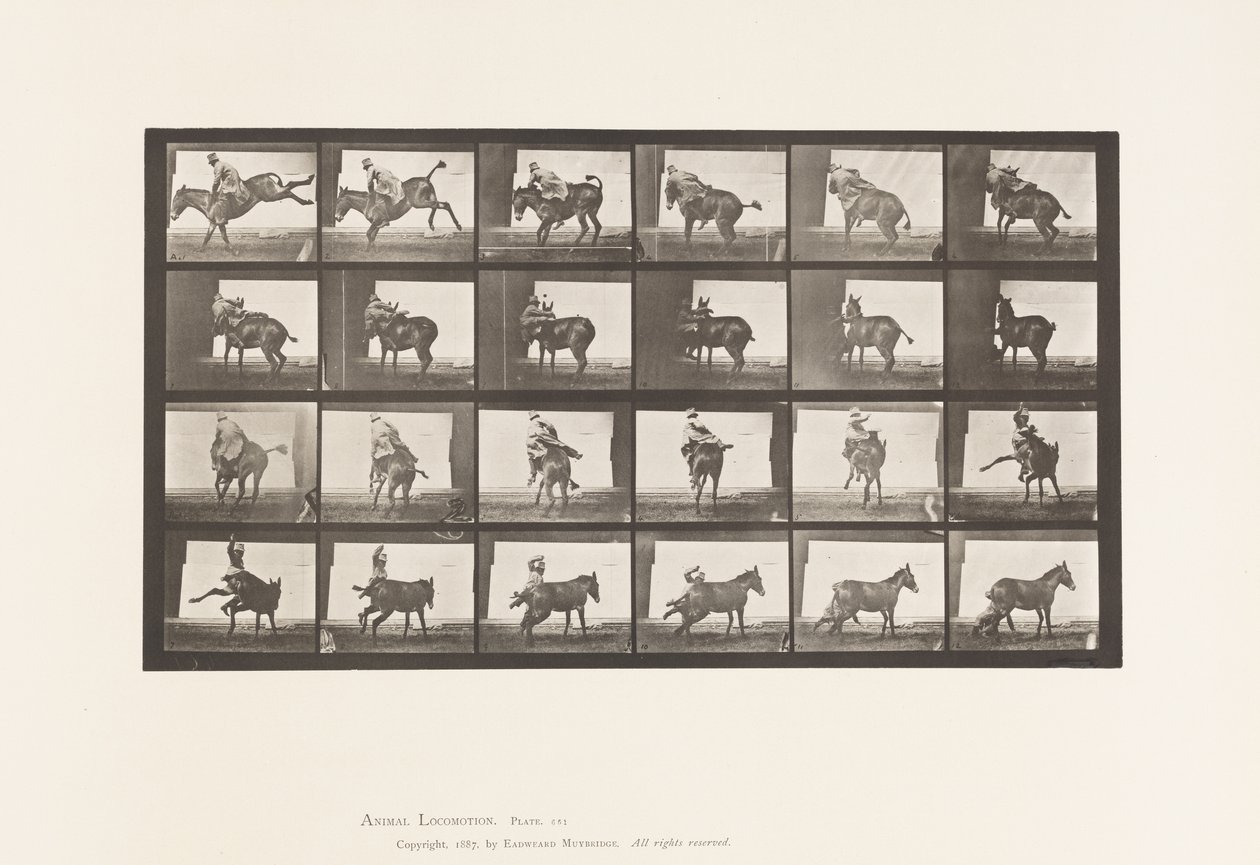 Planche 661. Mule ; A, B, un animal réfractaire Ruth - Eadweard Muybridge