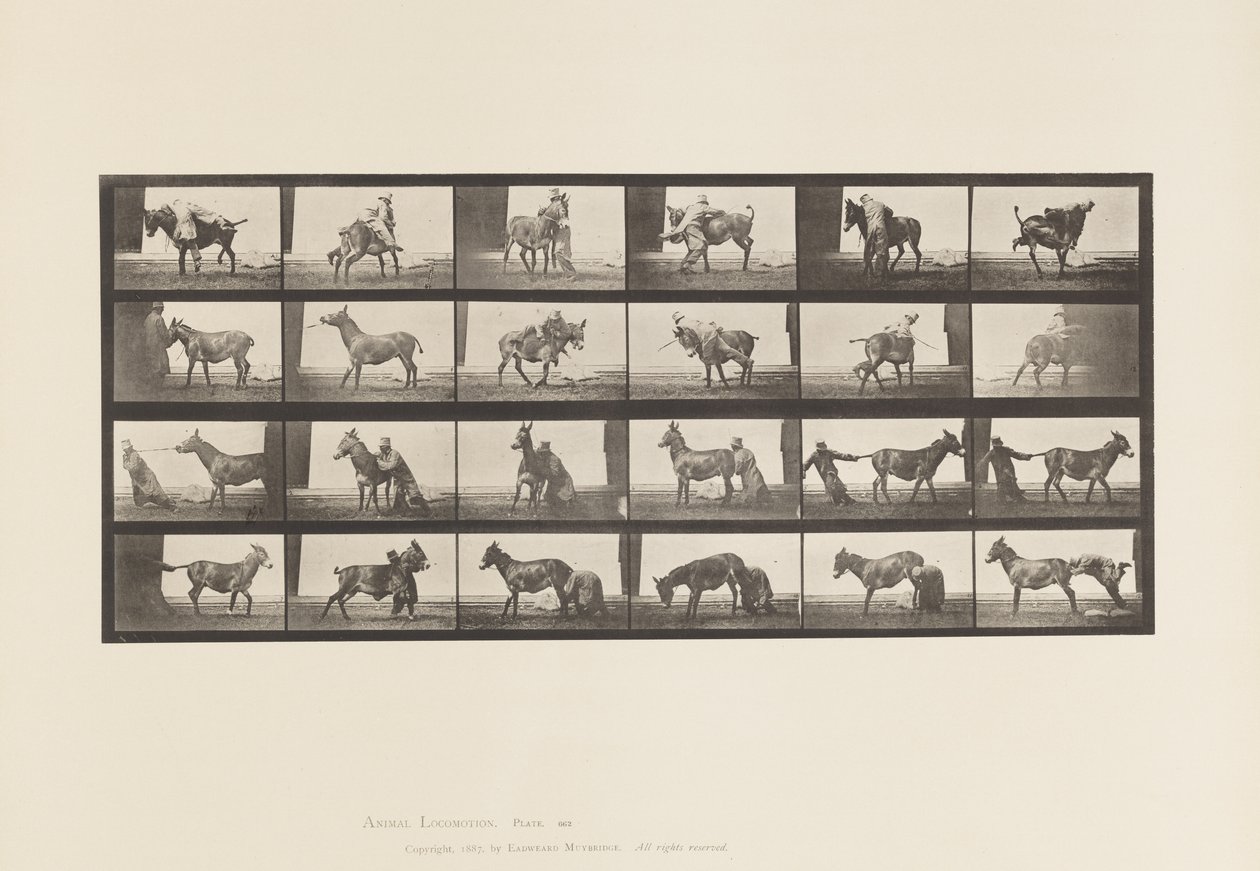 Planche 662. Mule; A, B, Un Animal Réfractaire Denver - Eadweard Muybridge