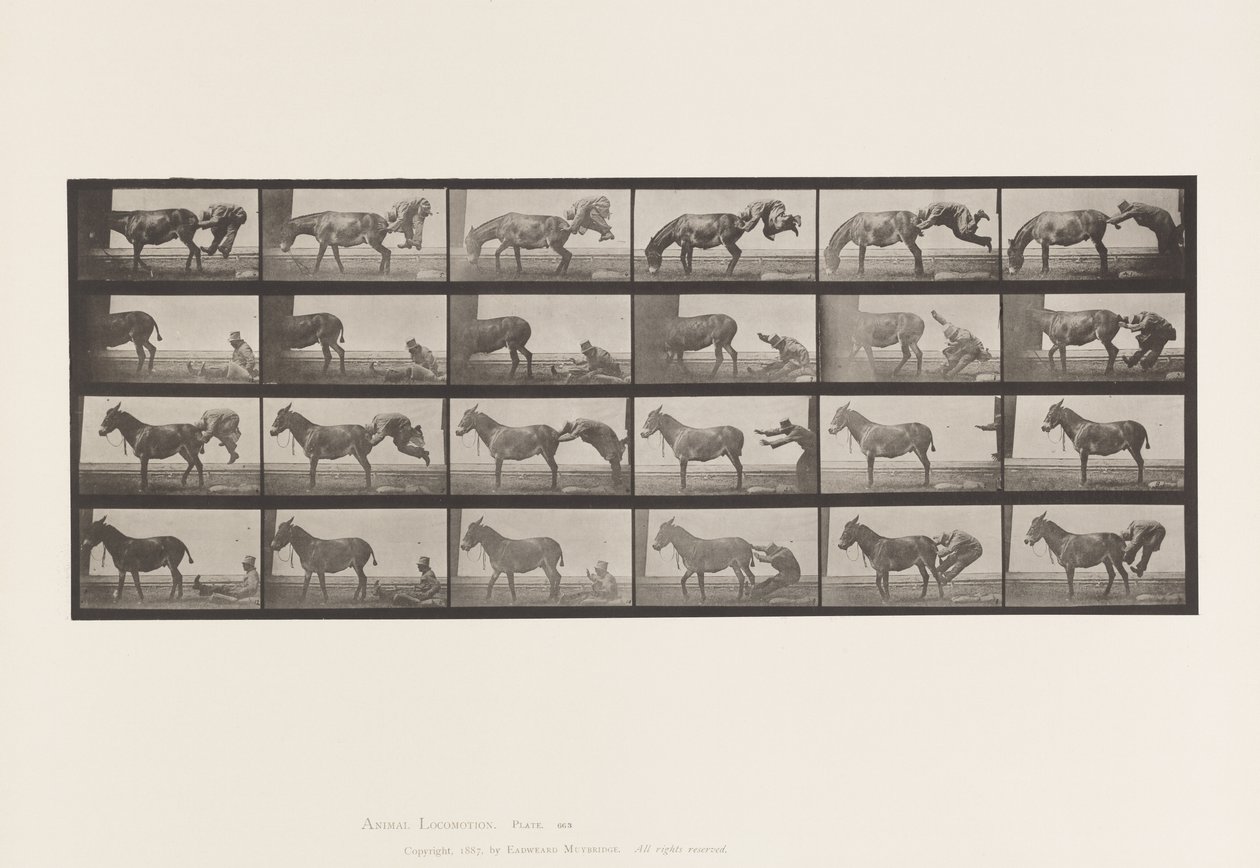 Planche 663. Mule; A, B, Un Animal Réfractaire Denver - Eadweard Muybridge