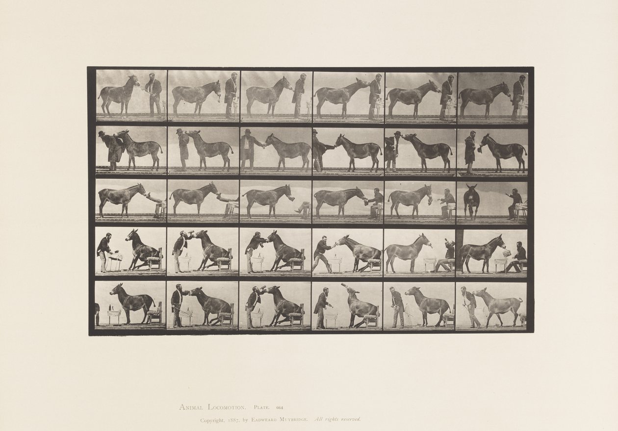 Planche 664. Mule; Diverses performances; à une table, etc. - Eadweard Muybridge