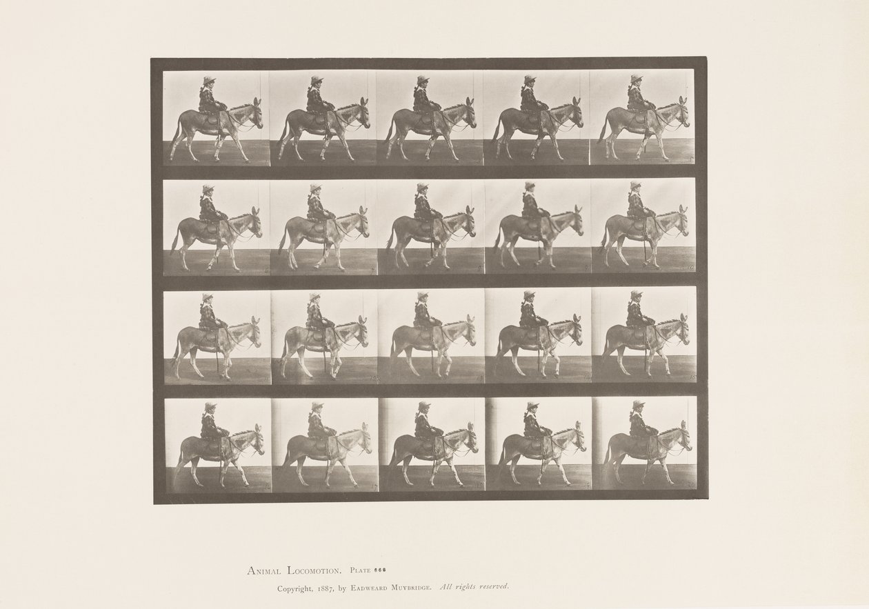 Planche 666. Âne ; Marchant ; Selle ; Une fille chevauchant, zoo - Eadweard Muybridge