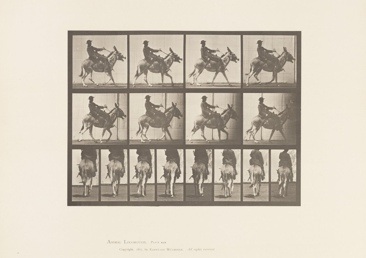 Planche 668. Âne; Amblant; Selle; Un Garçon Montant, Zoo - Eadweard Muybridge