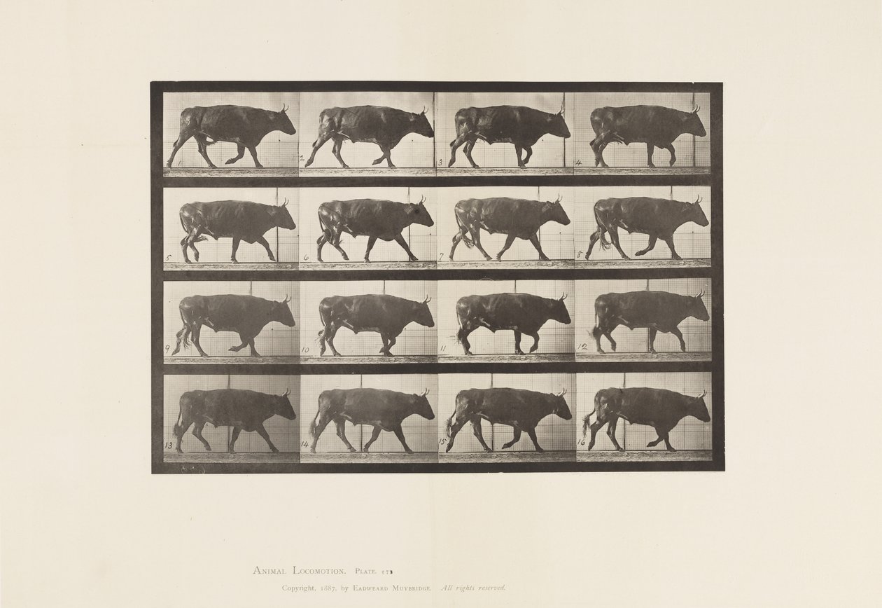 Planche 672. Bœuf; Trottant - Eadweard Muybridge