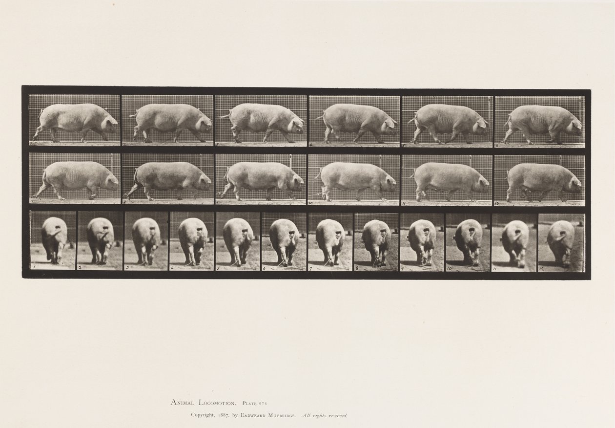Truie; marchant - Eadweard Muybridge