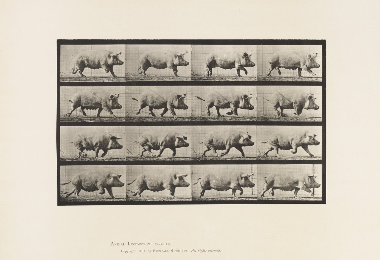Planche 675. Truie trottant - Eadweard Muybridge