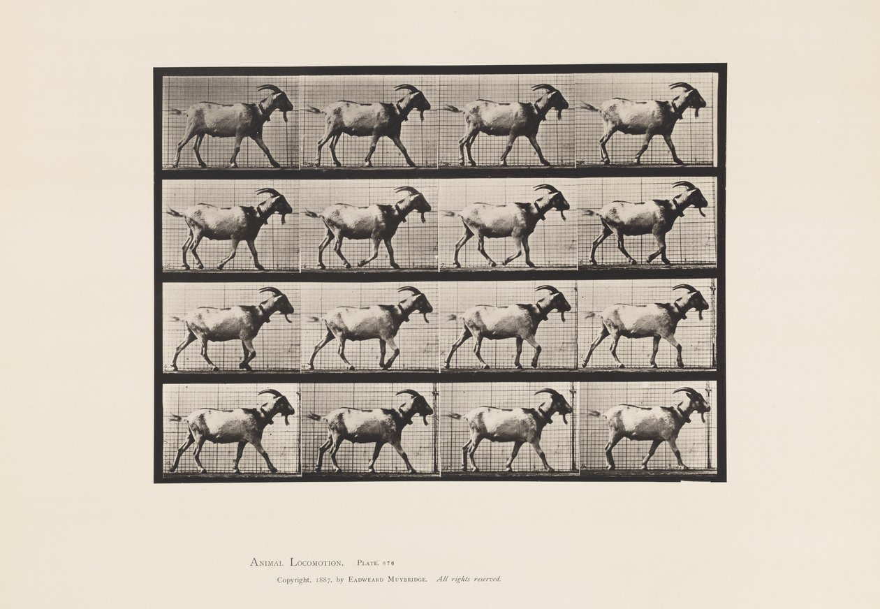 Chèvre; marchant - Eadweard Muybridge