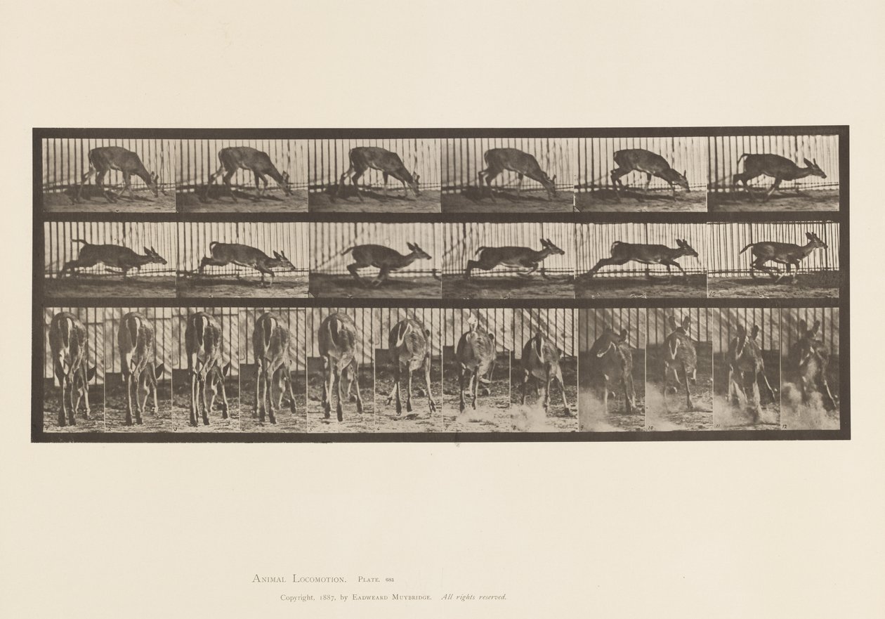 Planche 681. Cerf de Virginie ; (Sans bois) Bouc marchant - Eadweard Muybridge