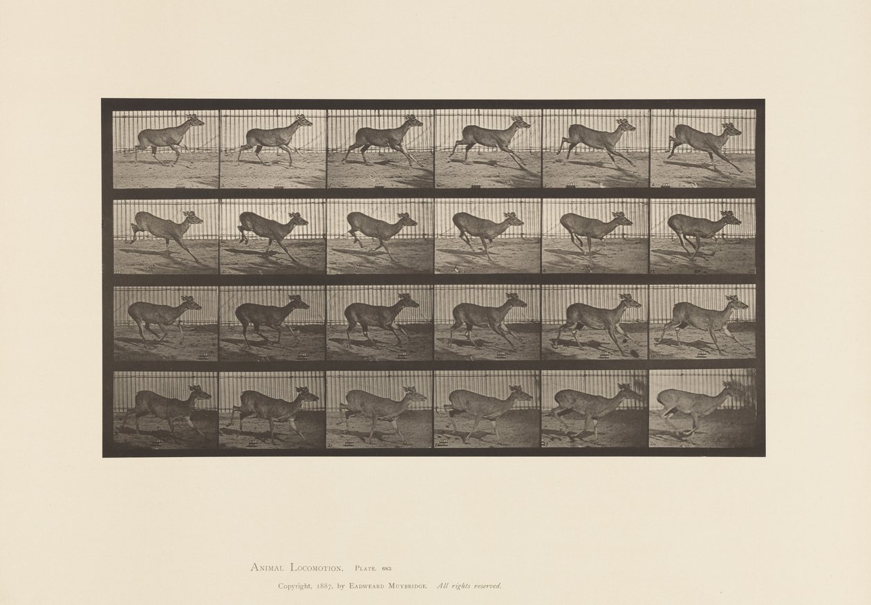 Cerf de Virginie; (sans bois); mâle; galopant - Eadweard Muybridge