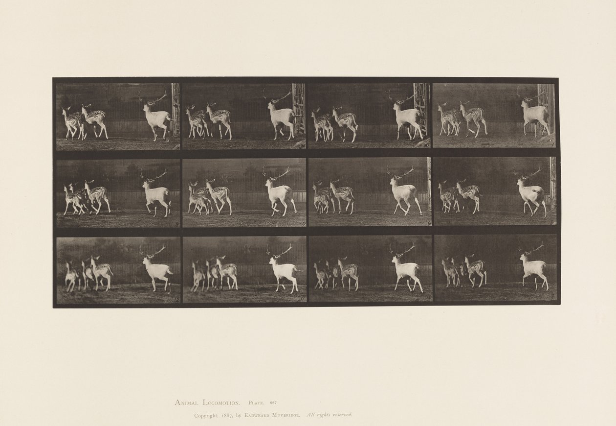 Planche 687. Daim; Cerf et groupe de biches; Galopant - Eadweard Muybridge