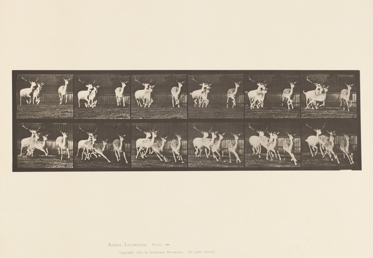 Planche 688. Daim ; Bouc et groupe de biches ; Galopant - Eadweard Muybridge
