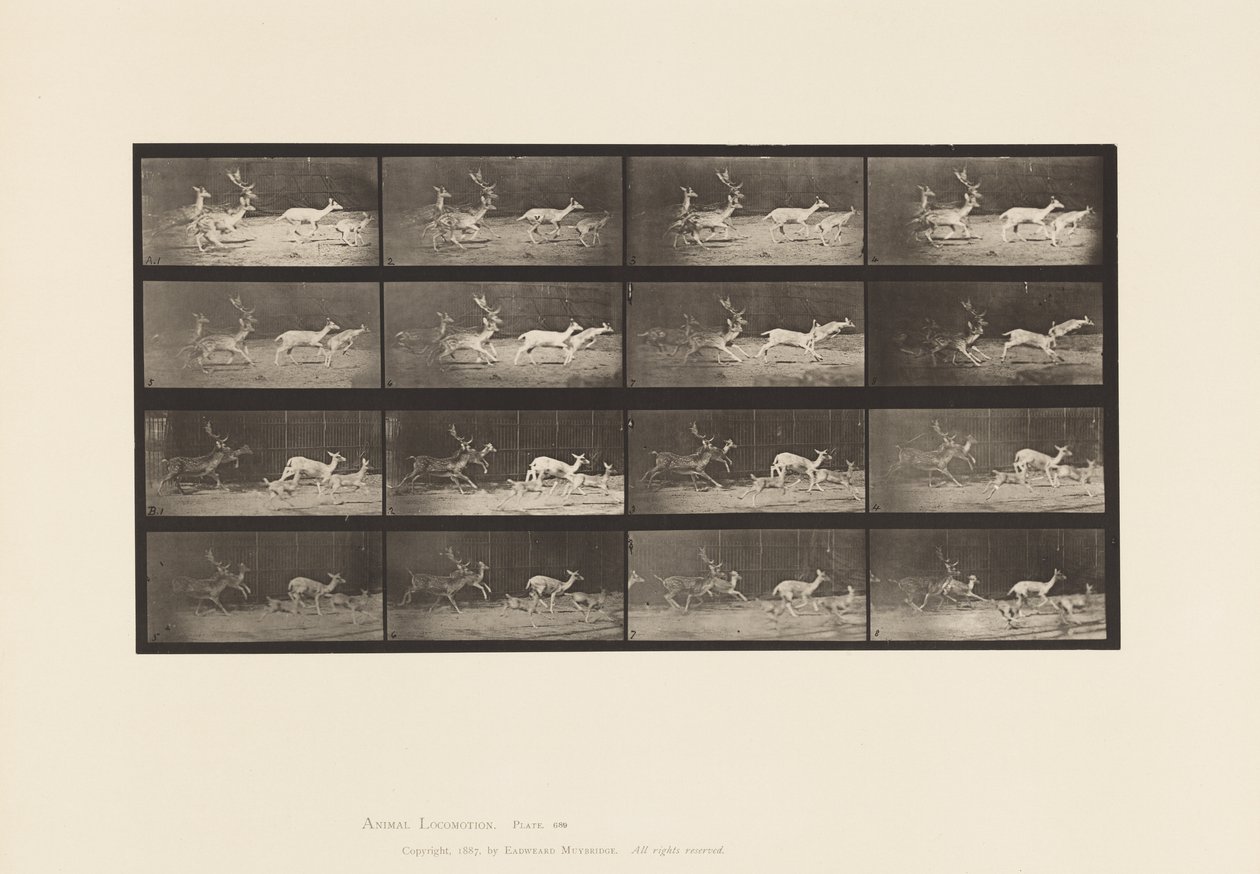 Planche 689. Daim; A, B, Cerf et Groupe de Biches; Galopant - Eadweard Muybridge