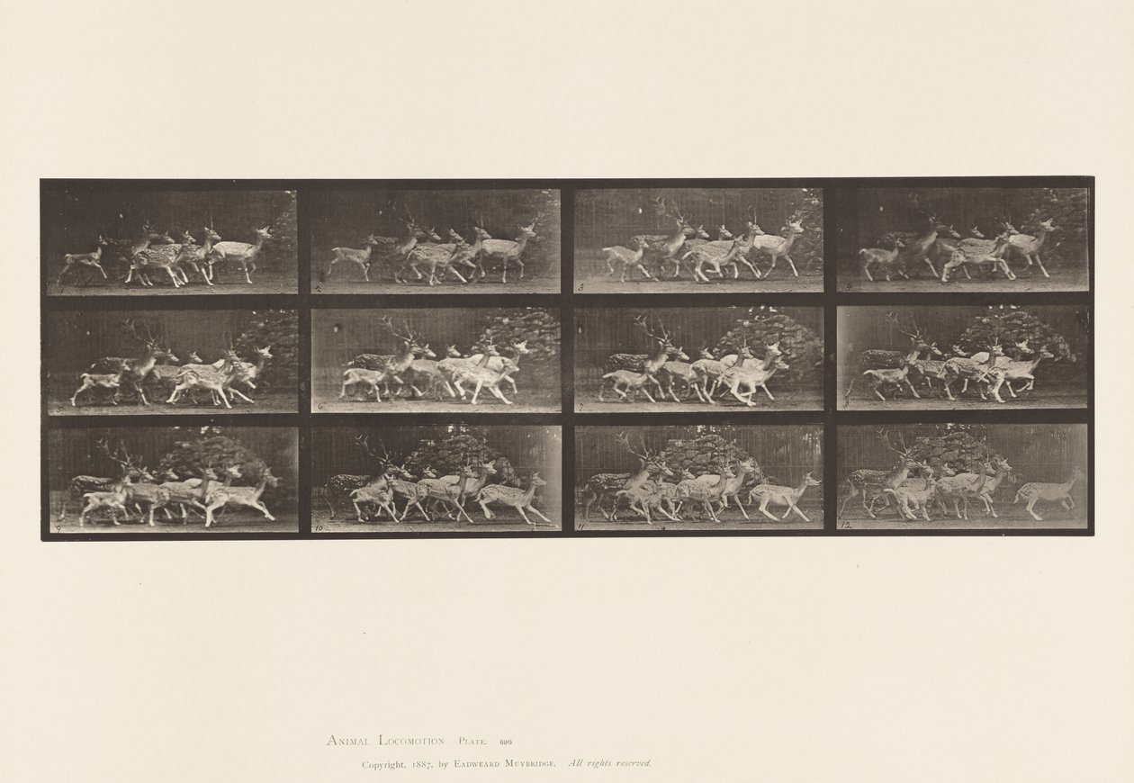 Planche 690. Daim; Cerf et groupe de biches; Divers mouvements - Eadweard Muybridge