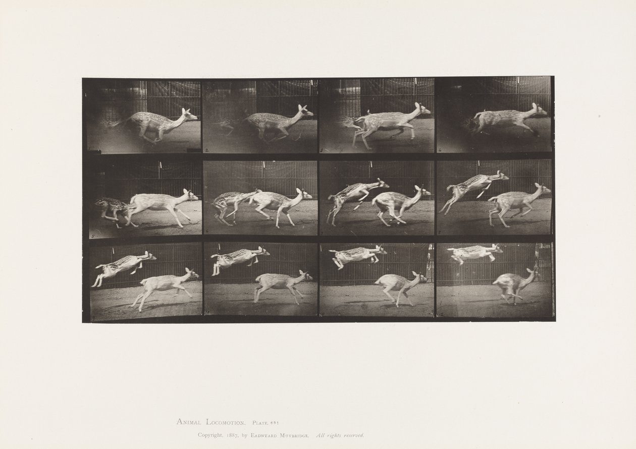 Planche 691. Daim; Biche; Galopant; et Faon; Sautant - Eadweard Muybridge