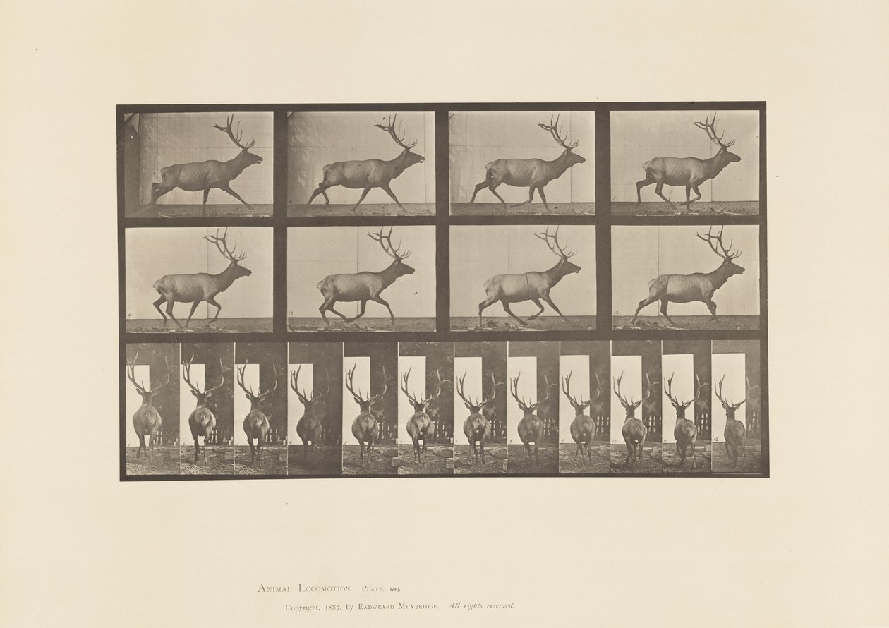 Planche 694. Élan, Galopant - Eadweard Muybridge