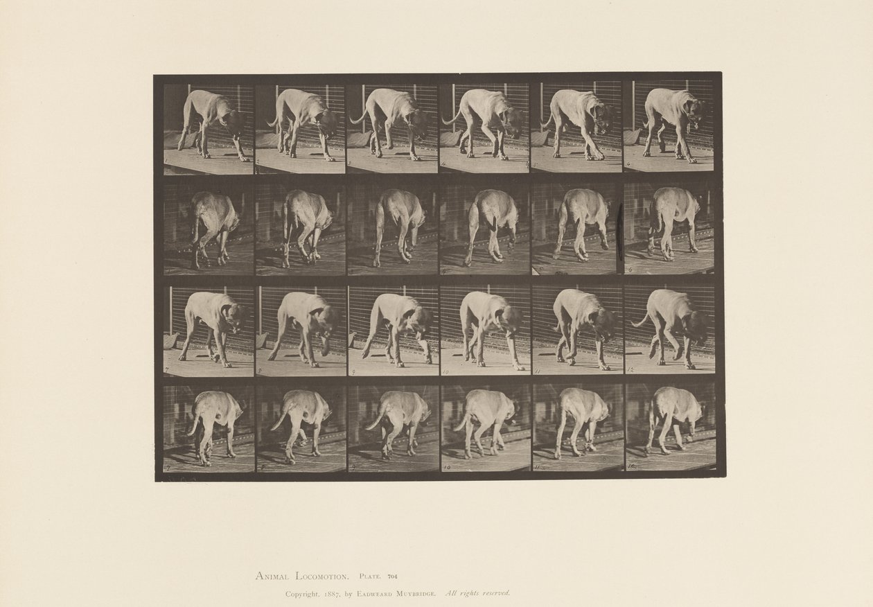 Planche 704. Chien; Marchant; Mâtin - Eadweard Muybridge