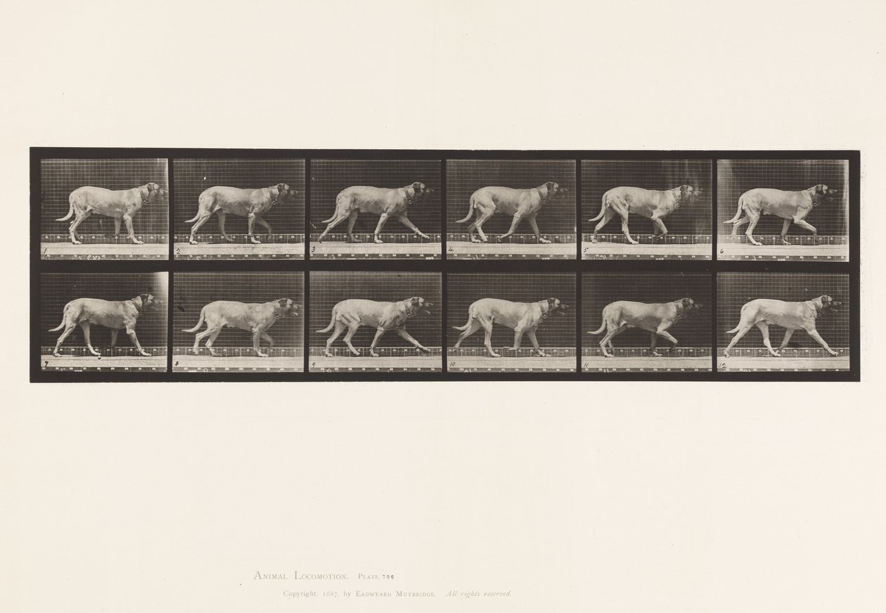 Planche 706. Chien; Trottant; Mastiff - Eadweard Muybridge