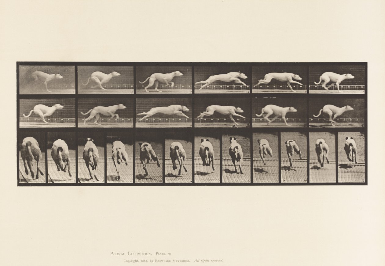 Planche 710. Chien; Galopant; Lévrier Blanc Maggie - Eadweard Muybridge