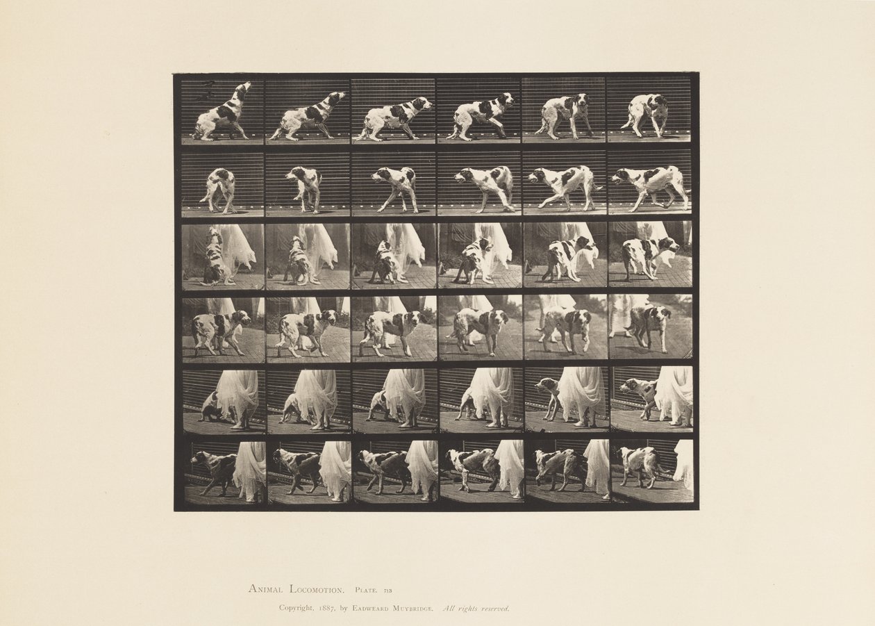 Planche 713. Chien; Se retournant, etc.; Setter Kate - Eadweard Muybridge