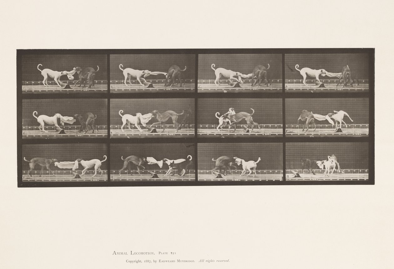Planche 715. Chiens ; Trois, tirant sur une serviette, Ike, Maggie, etc. - Eadweard Muybridge