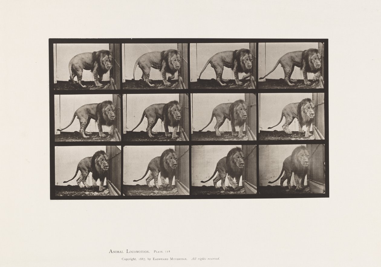 Planche 723. Lion ; Marchant, Se retournant - Eadweard Muybridge