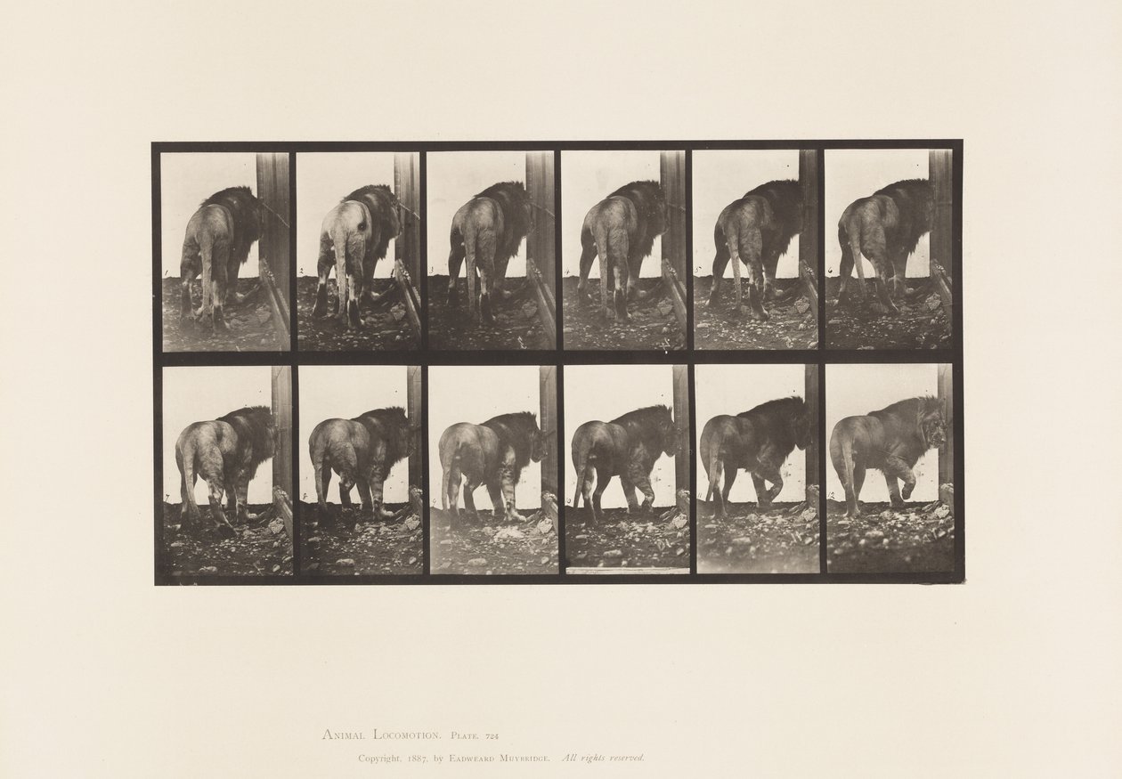 Planche 724. Lion; Marchant, Se Retournant - Eadweard Muybridge