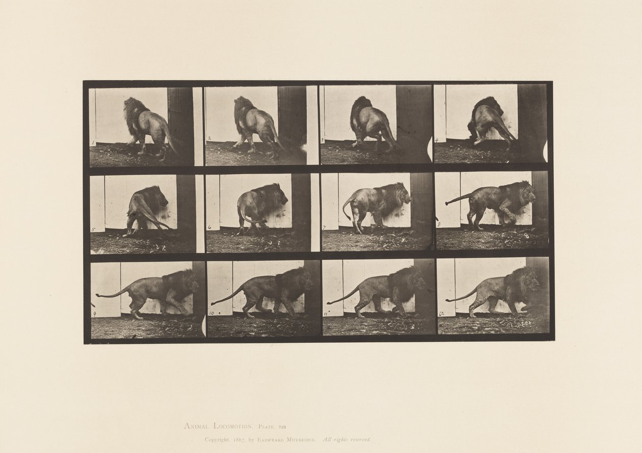 Planche 725. Lion ; Marchant, Se retournant - Eadweard Muybridge